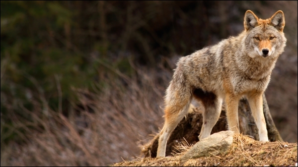 comment rencontrer le renard gris