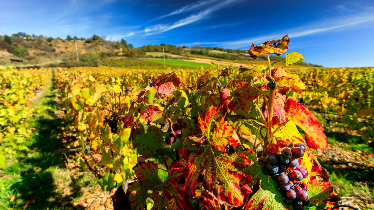 Le beaujolais nouveau est arriv !