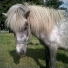 Poney4