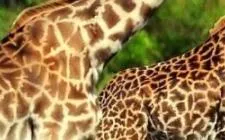 Quiz Girafe