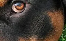 Quiz Rottweiler