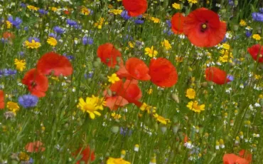 Vignette Fleurs