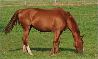 Quel est le nom de la robe de ce cheval ?