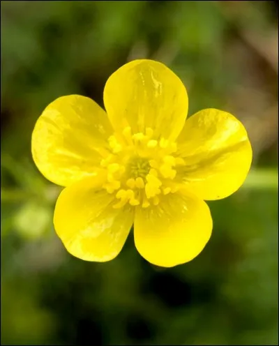 Quelle est cette fleur ?