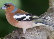 Quiz Les oiseaux des jardins