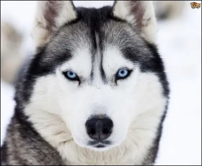 Quelle est la race de ce chien ?