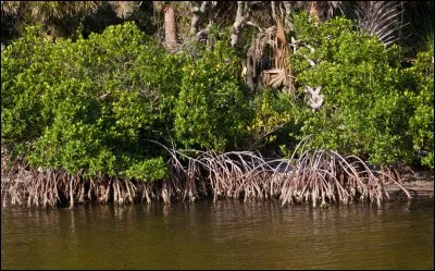 Les mangroves servent de...