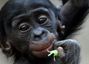 Quiz Animaux (1) -  la rencontre du bonobo !