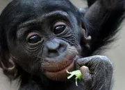 Quiz Animaux (1) -  la rencontre du bonobo !