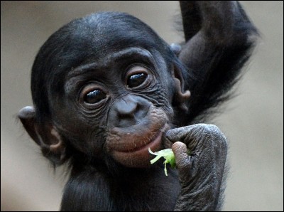 De quelle ville de la République démocratique du Congo le mot « bonobo » tient-il ?