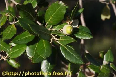 Dans quelle rgion aurez-vous peu de chance de trouver du chne vert (Quercus ilex) ?