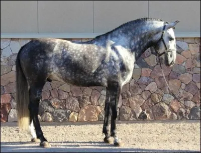 Quelle est la race du cheval sur la photo ?