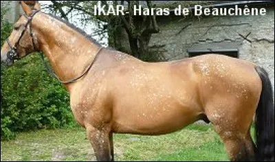 Ce cheval a une particularité. Quel est le nom de sa robe ?