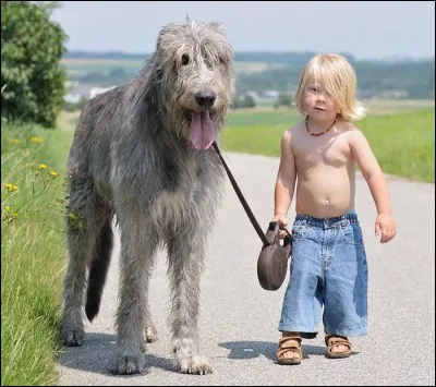 Qui a dit : Regarde ton chien dans les yeux, et tu ne pourras pas affirmer qu'il n'a pas d'âme ?