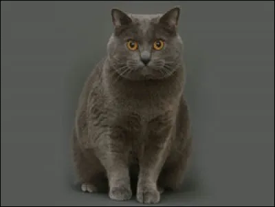 Quelle est la race de ce chat ?