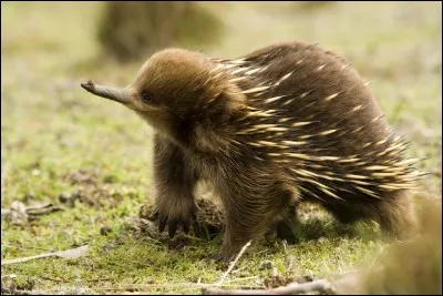 Quel est ce drôle d'animal ?