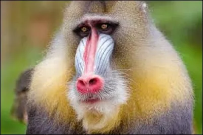 Dans quel long-métrage d'animation peut-on voir un mandrill ?