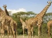 Quiz Autour de la girafe