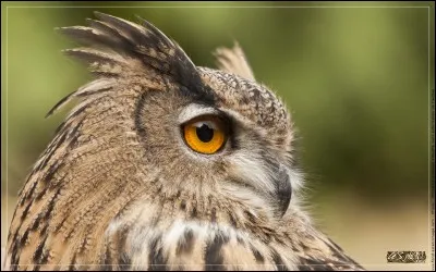 Quel est cet animal nocturne ?