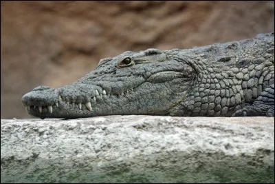 Les crocodiles peuvent rester 45 minutes sous l'eau.