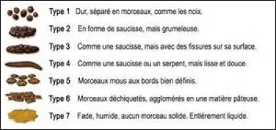 Comme celle de Richter pour la magnitude des tremblements de terre, il existe une échelle scientifique pour les cacas. Quel est son nom ?