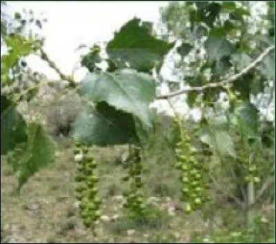 De quel arbre proviennent ces feuilles et fruits ?