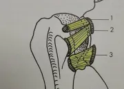 Quiz Ligaments dans le corps humain