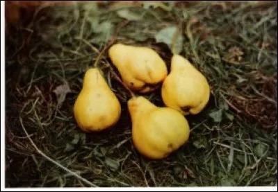 Cette variété de poire de forme allongée et de robe brune s'appelle :