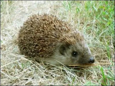 Quel est cet animal qui se met en boule pour se défendre ?