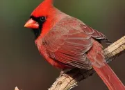 Quiz Les oiseaux du Qubec