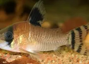 Quiz Les poissons de nos aquariums