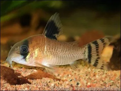 Combien existe-t-il de variétés de corydoras ?