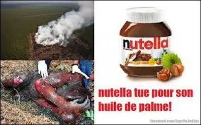 Le "Nutella" nuit à la santé des orangs-outans.