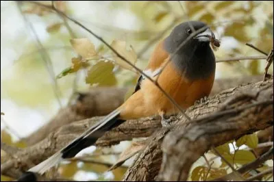 Les oiseaux ont des narines !