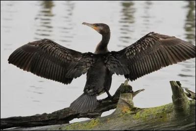 Quel est le plus commun des cormorans de France ?