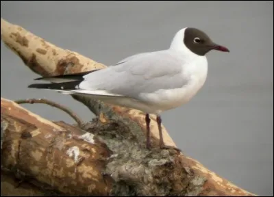 Quelle est la mouette la plus commune de France ?