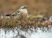 Quiz Ces oiseaux que l'on confond souvent (4)