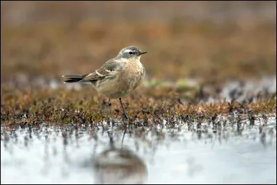 Quel est ce pipit que l'on retrouve la plupart du temps dans les marais ?