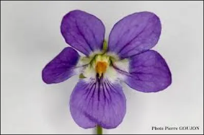 Fleur espagnole, qui l'incarne ?