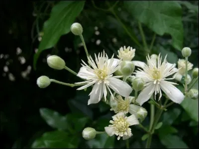 Quelles sont ces délicates fleurs blanches, sauvages ?