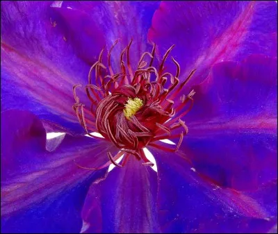 Une plongée au cur de la/l' ----, fleur d'une plante grimpante.