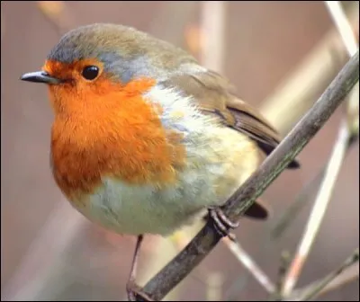 Au printemps et en été, les forêts retentissent de cris et de chants étonnamment variés. Reconnaissez-vous l'hôte le plus secret de nos bois, au chant le plus brillant, le rossignol.