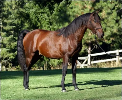 Un cheval de dressage magnifique :