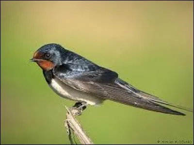 Retrouvez le nom de cet oiseau.