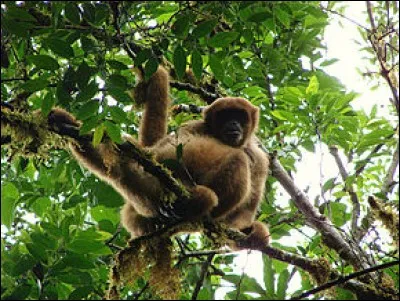 Quel est le nom scientifique du singe-araignée laineux ?