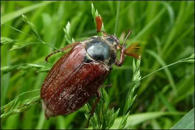 Du nom de cet insecte "mangeur de feuilles", quelle lettre faut-il retirer pour pouvoir écrire "quatre-vingt-dix" à la façon belge ou suisse ?