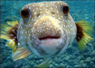 Quel est ce poisson ?