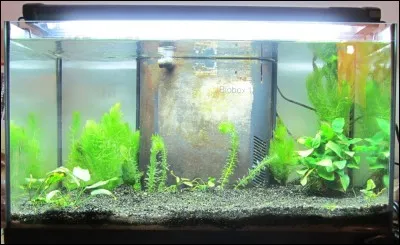 Au démarrage d'un nouvel aquarium, après la mise en en place du sol, des plantes et la mise de l'eau, on doit :