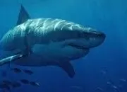 Quiz Autour du requin