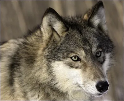 À quelle espèce appartient le loup ?